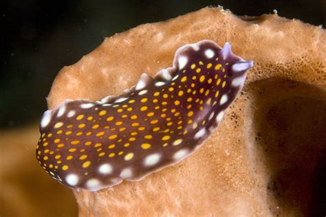  Flatworms! Those Adorable Multi-Legged Creatures That Crawl Slowly But Surely