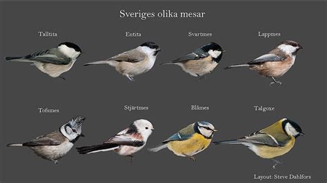  Strigeus! En Små Flukt från det Vanliga och in i Mikrokosmos