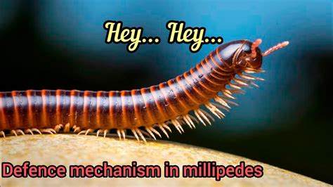  Universally Admired Unicorn Millipede: A Masterclass in Defense Mechanisms and Slow Living!