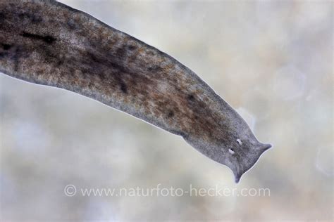  Crenobia, den fascinerande plattdjuret som är en mäster på kamouflering och överlever genom att konsumera bakterier!