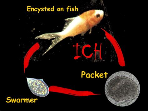  Ichthyophthirius! En mikroskopisk terror för fiskar med en fascinerande livscykel