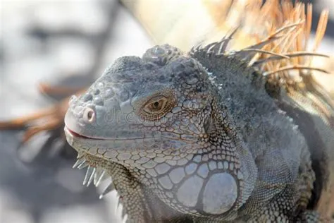  Iguana - En Solälskande Ödla med ett Omtvistat Smaklöst Instinkt!