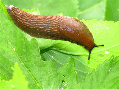  Limaxsneglars liv: En undersökning av deras fascinerande slemmiga värld!