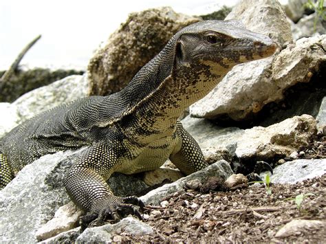  Monitorödlor: En Reptil med en Ögonblicksbild av En Stort Skalfad Krokodil och den Snabba Vänstern av en Kolibri!