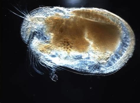  Ostracods – De små bivalviga varelserna som kan göra även den mest hårdnackade vetenskapsmannen nöjd!