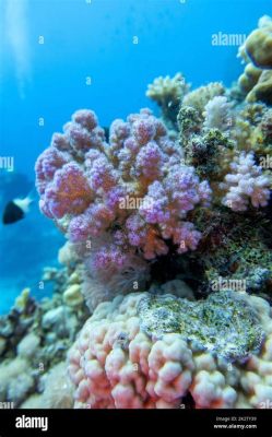 Pocillopora! En bländande korall som kombinerar det lugna livet på revets botten med den dramatiska dansen av symbios