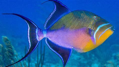  Queen Triggerfish – En Kryptisk Världsmästare i Fjädrar och Färgspel!