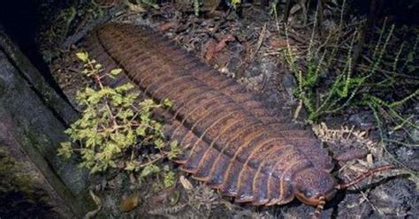 Question: Queensland Millipede! Is This Ancient Arthropod Hiding in Your Backyard?