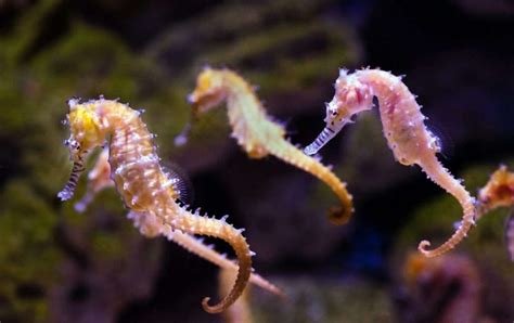 Seahorse: En fascinerande varelse med en unik förflyttningsmetod och ett osannolikt utseende!