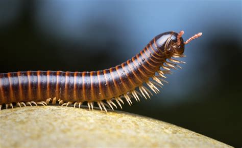  Den flammande Diplopoden: En fascinerande varelse med ett fantastiskt antal ben som lever i symbios med mikrober!