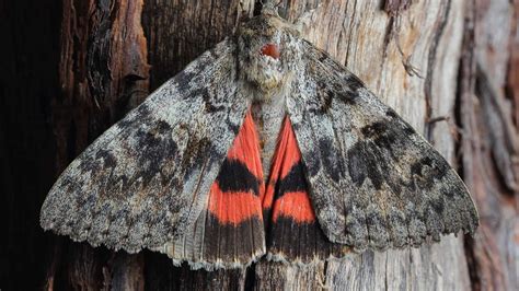  Underwing – En nattfjäril som dansar i månskenet!