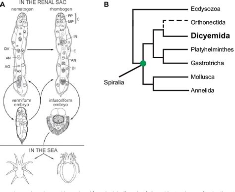 Virchowella-En fascinerande flagellat med en unik livsstil som kombinerar parasitiska egenskaper med symbiotiska relationer!