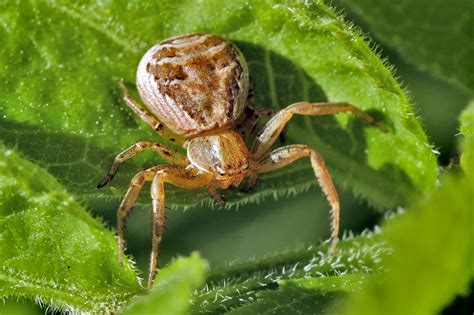  Xysticus! Den Lilla Flinka Jägaren Med En Fascinerande Livsstil Och Snygga Färger