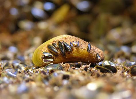  Yellow Mussel: Den guldskimrande tvåskalaren som lever i symbios med vågorna!