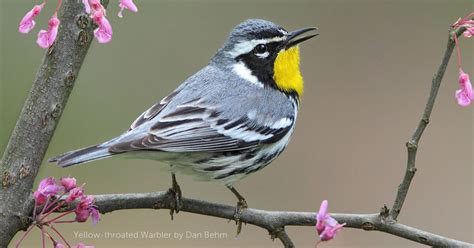  Yellow-Throated Warbler! A Bird That Whistles Like a Tiny Tea Kettle